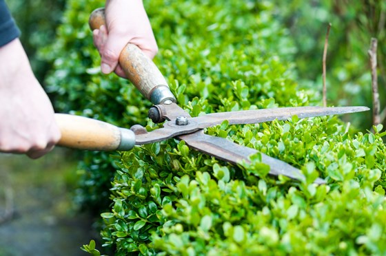 Images: Hegde Trimming North Shore